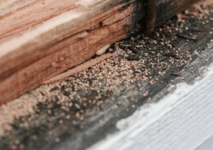 Early Signs of Termites that Clermont Homeowners May Overlook